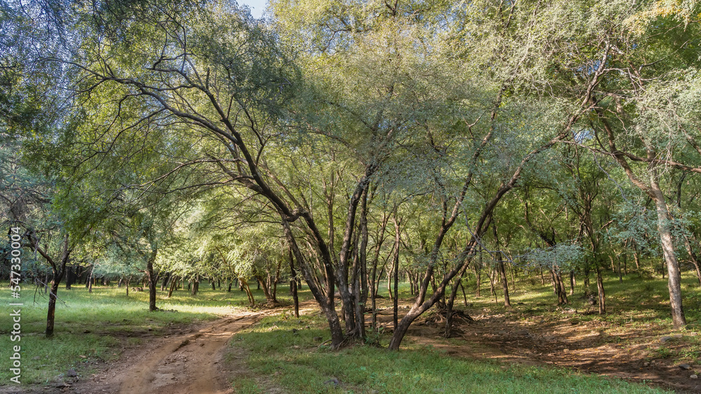 A dirt road winds through the jungle. Dense thickets of trees around. Green grass on the ground. Blue sky. Light and shadows. India. Ranthambore National Park A dirt road winds through the jungle. Dense thickets of trees around. Green grass on the ground. Blue sky. Light and shadows. India. Ranthambore National Park