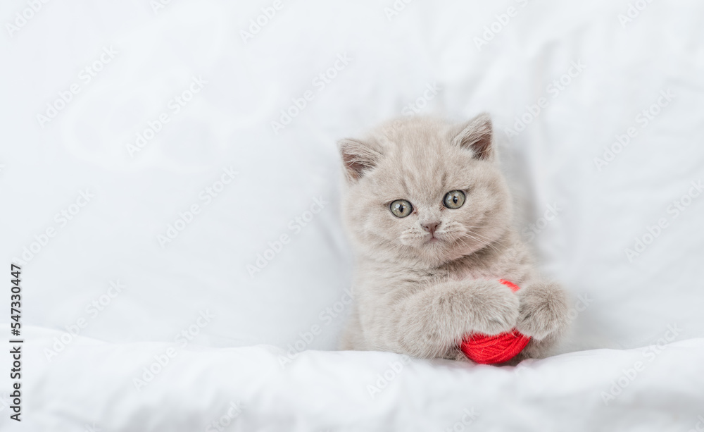 Playful kitten hugs red clew on a bed under warm white blanket. Top down view. Empty space for text