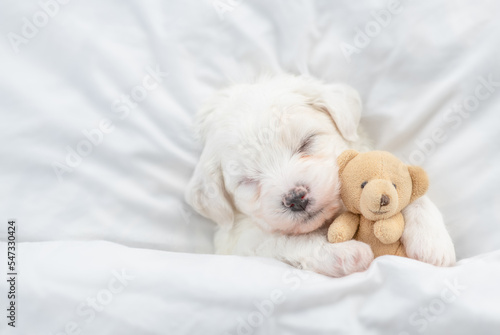 Tiny Bichon Frise puppy sleeps under  white blanket on a bed at home and hugs favorite toy bear. Top down view. Empty space for text