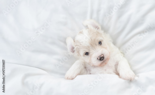 Funny tiny Bichon Frise puppy lying under  white blanket on a bed at home. Top down view. Empty space for text