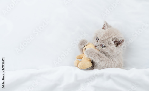 Playful kitten embraces favorite toy bear under white warm blanket on a bed at home.Top down view. Empty space for text