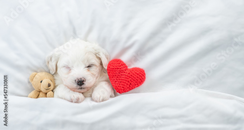 Tiny Bichon Frise puppy sleeps under  white blanket on a bed at home with favorite toy bear and red heart. Top down view. Empty space for text