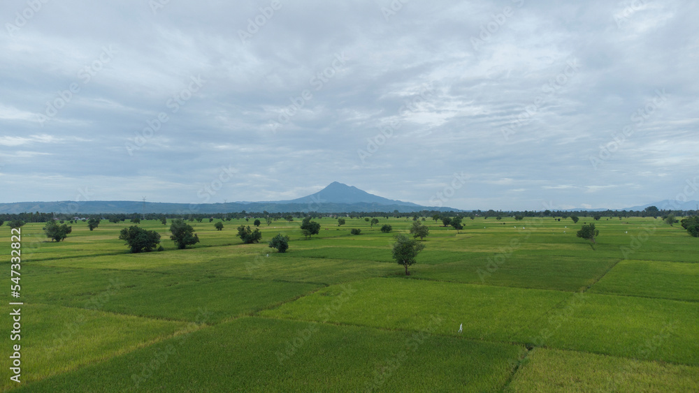 Aerial View of Rice Fields Landscape Aerial View of Rice Fields Landscape