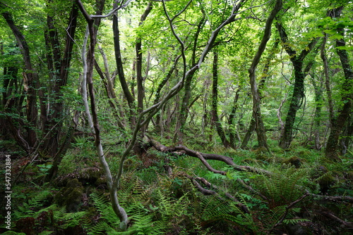 dense wild forest in springtime