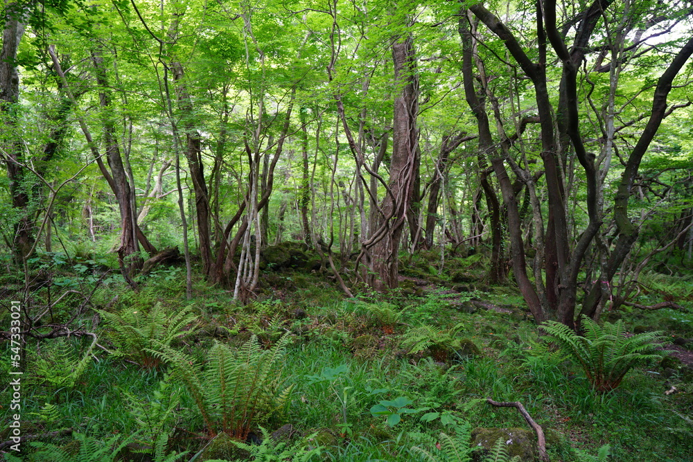 thick wild forest in spring
