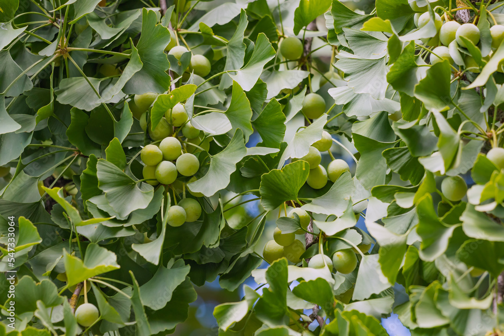 Ginkgo tree with fruits - widely used in alternative medicine and healthy lifestyle