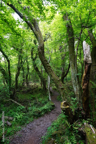 fine path through old trees