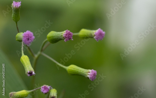 Purple tiny flower macro view 
