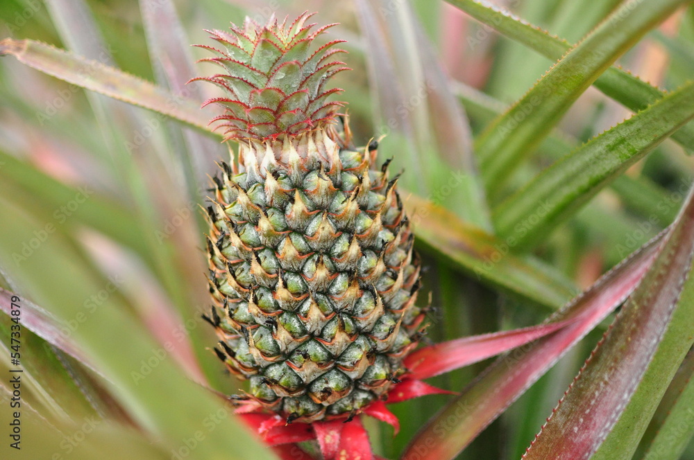 Pineapple orchards are fruited on paper wrapped trees that are grown in Thailand during the summer months Pineapple orchards are fruited on paper wrapped trees that are grown in Thailand during the summer months