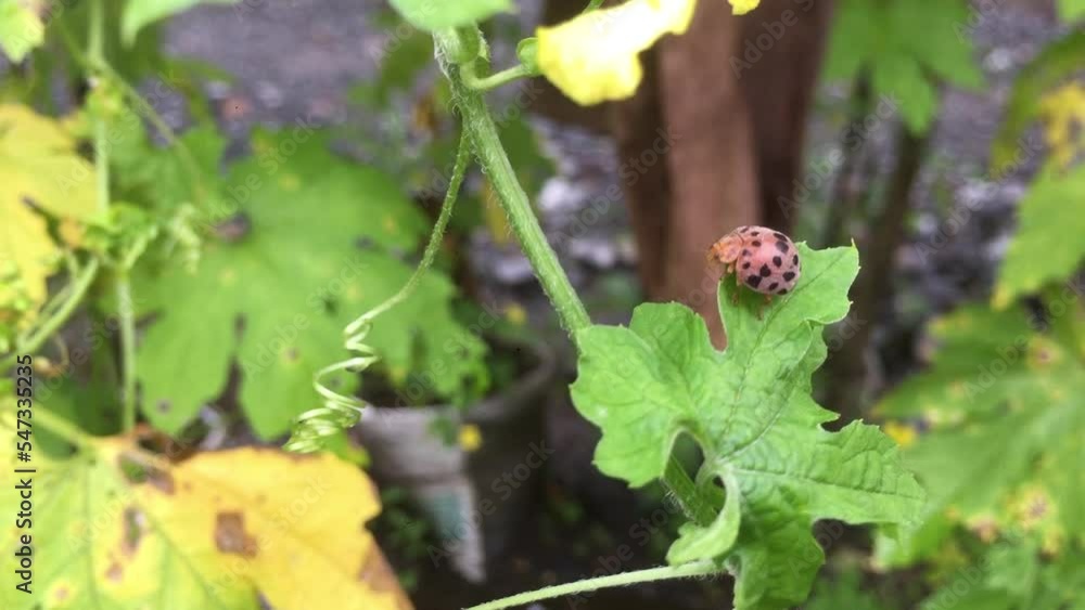 ladybugs that are walking and then flying ladybugs that are walking and then flying