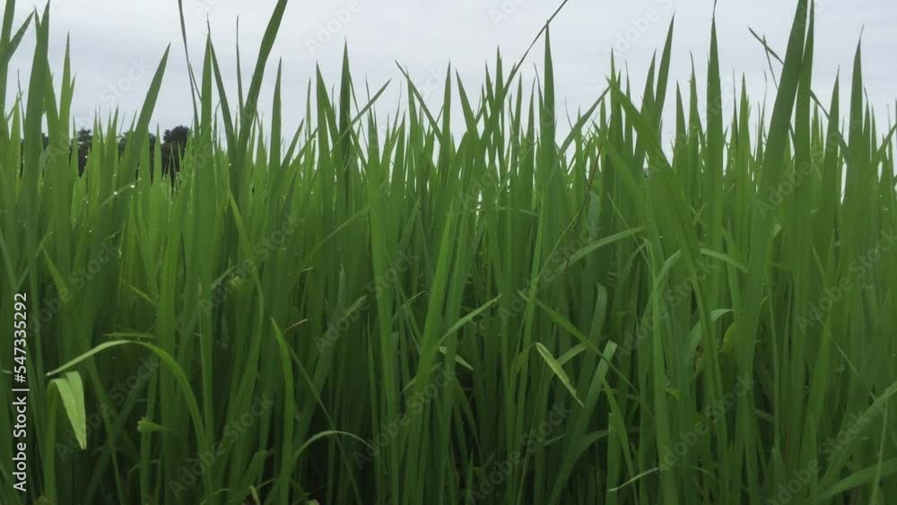 green grass blowing in the wind green grass blowing in the wind