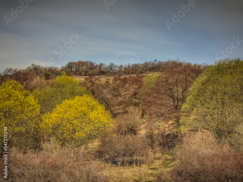 Early spring colors of trees and bushes