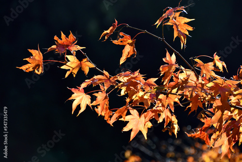 京都 大河内山荘庭園の紅葉