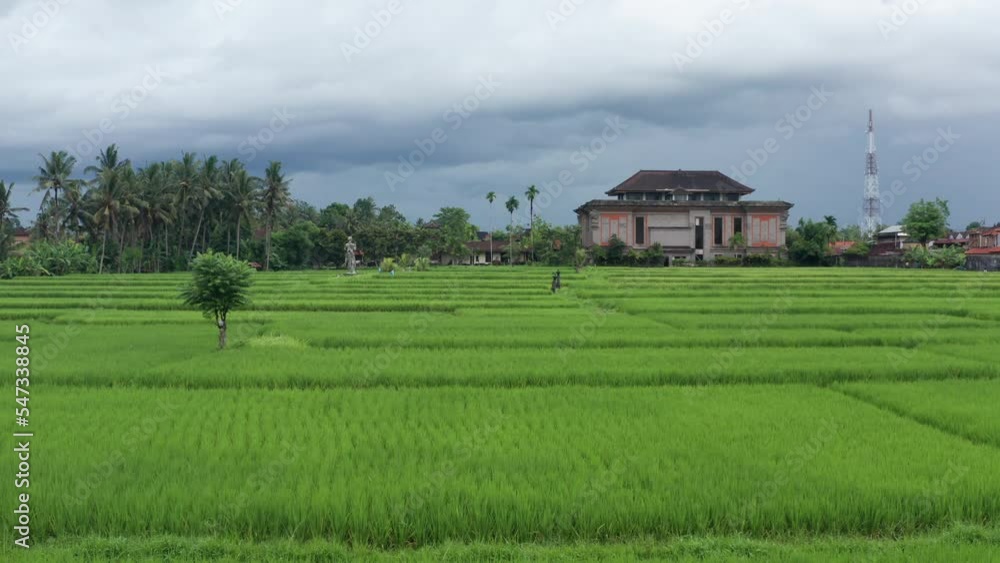 Aerial view of rice fields in Ubud, Indonesia Aerial view of rice fields in Ubud, Indonesia