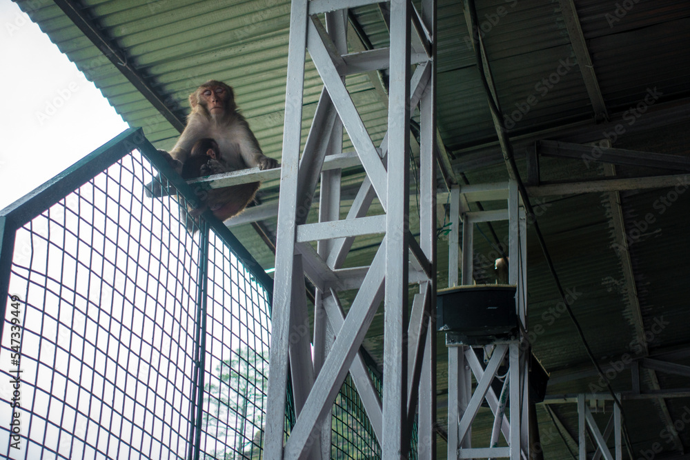 Syte Monkey July 5th 2022 Katra, Jammu and Kashmir, India. Rhesus macaque (Macaca ...
