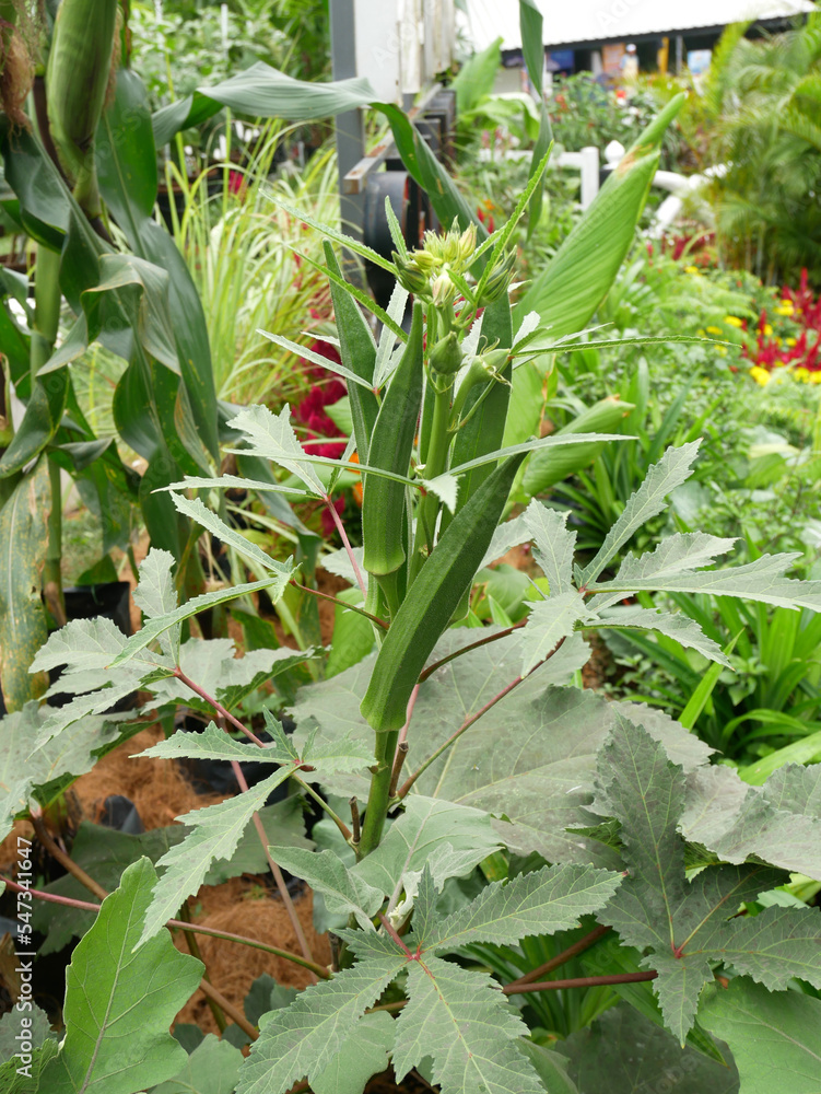 Obraz premium Okra or Okro. Scientific name is Abelmoschus esculentus also known in many English-speaking countries as ladies' fingers or ochro.