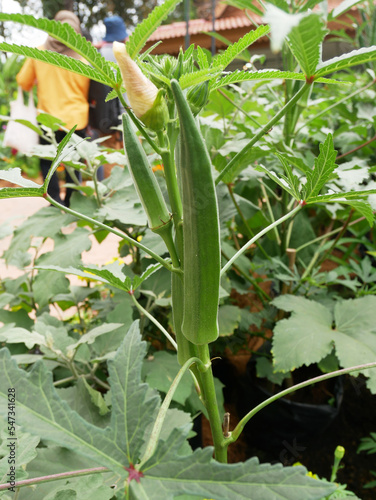 Okra or Okro. Scientific name is Abelmoschus esculentus also known in many English-speaking countries as ladies  fingers or ochro.