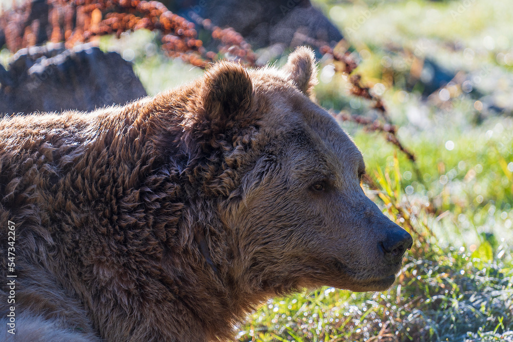 Obraz premium Brown bear face in the Carpathian mountains on a autumn day, close up. Ukraine