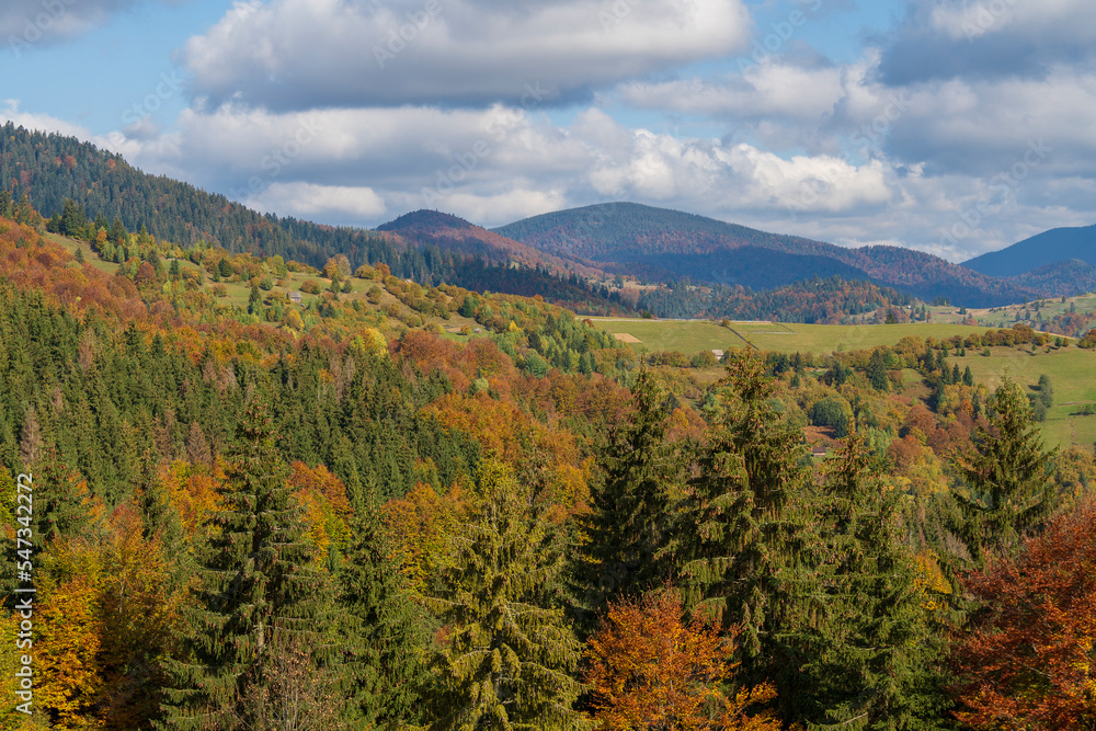 Obraz premium Beautiful autumn forest in the Carpathian mountains on a sunny autumn day on the Synevyr Pass ridge and blue sky background. Ukraine