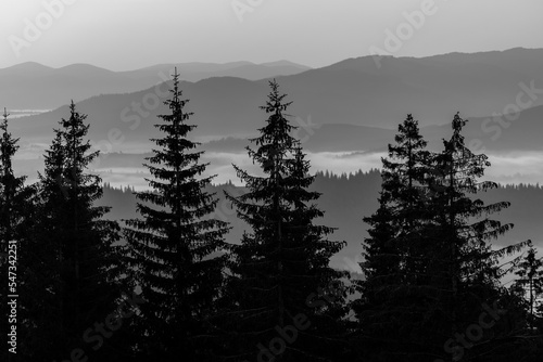 Fir trees, morning Carpathian mountains at sunrise in the summer. Ukraine, Europe. Black and white
