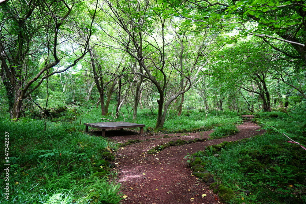 bench in deep forest
