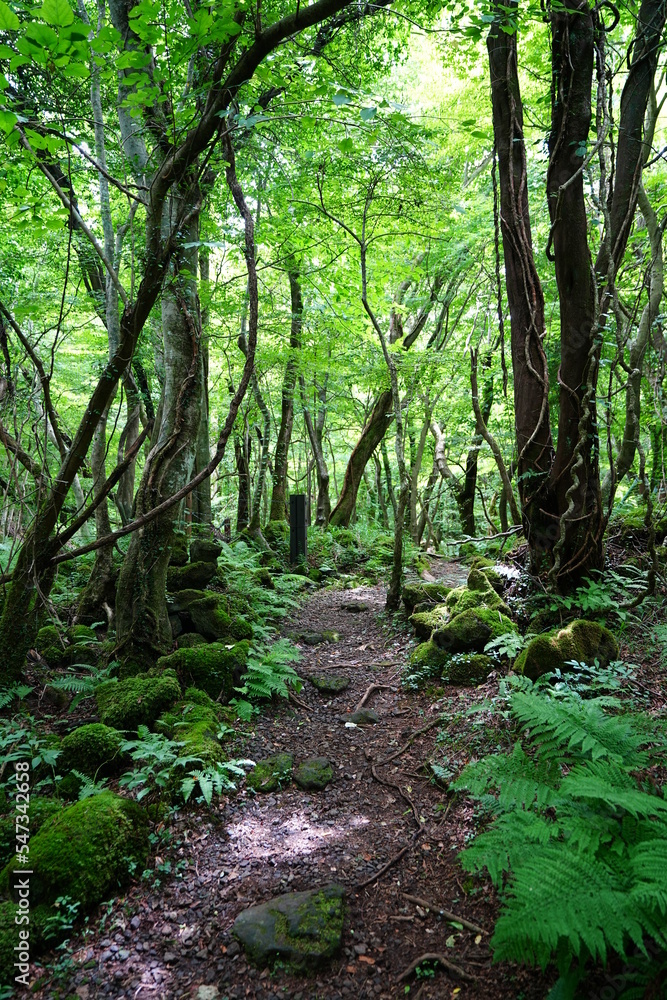 fascinating summer forest with fine path fascinating summer forest with fine path