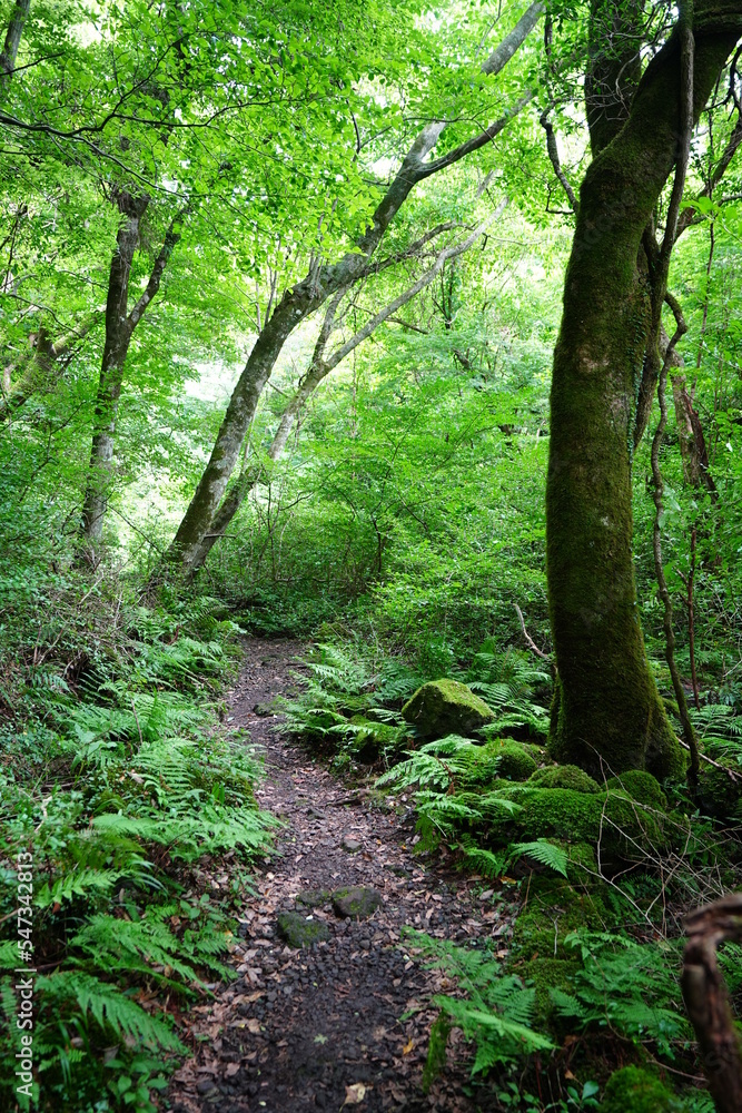 summer path through mossy trees and rocks summer path through mossy trees and rocks