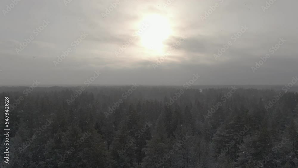 Flying dolly-out shot over a spruce-pine forest during a light blizzard Flying dolly-out shot over a spruce-pine forest during a light blizzard