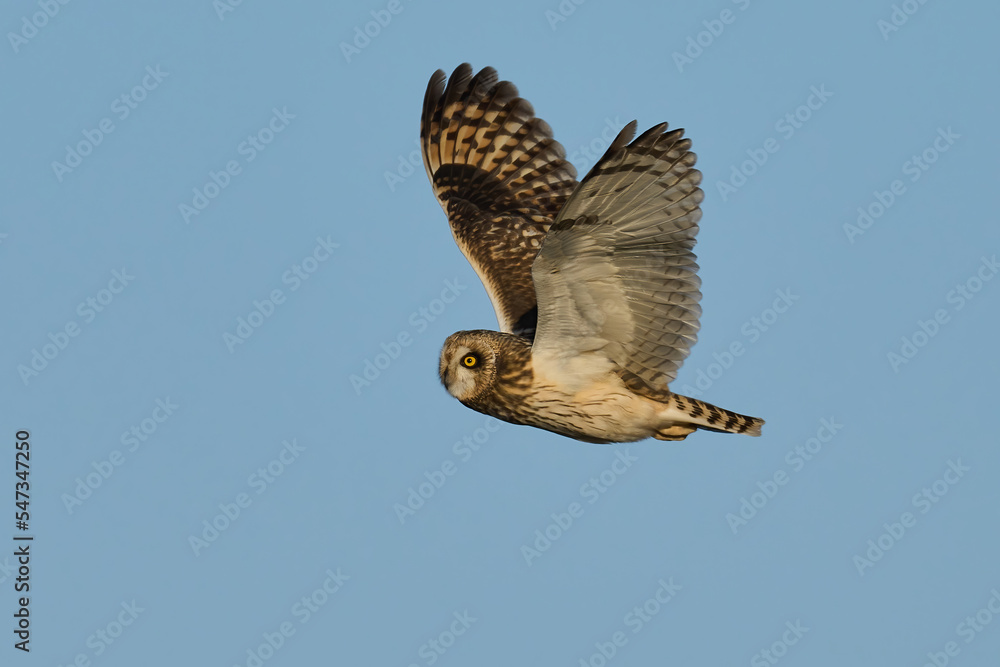 Fototapeta premium Short-eared owl (Asio flammeus)