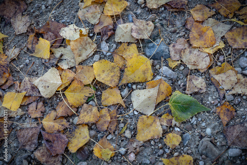 campo en invierno con árboles y hojas amarillas