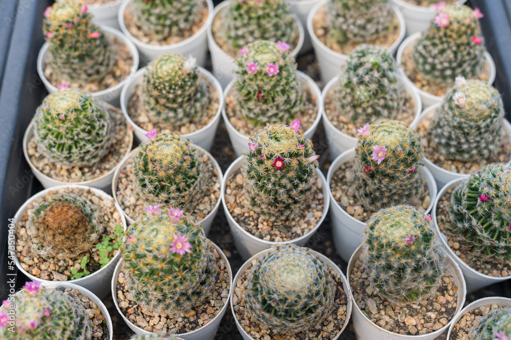 Cactus farm with pot in green houses Cactus farm with pot in green houses