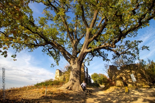 monumental oak tree very old Modena hills photo