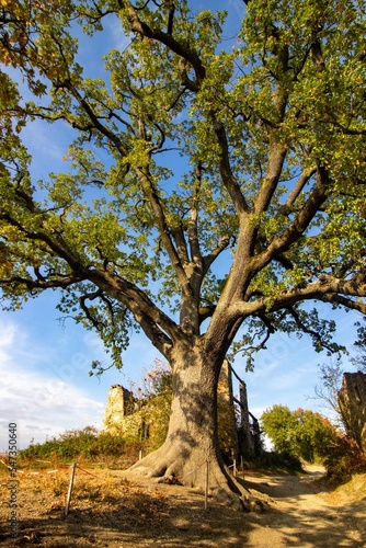 monumental oak tree very old Modena hills photo