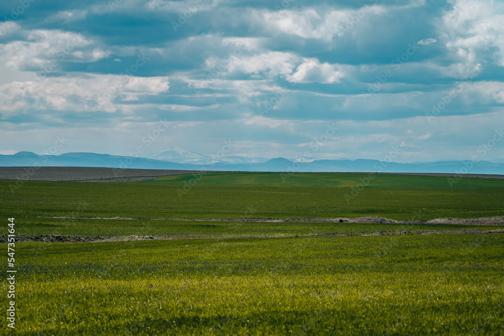 Fototapeta premium field with blue sky