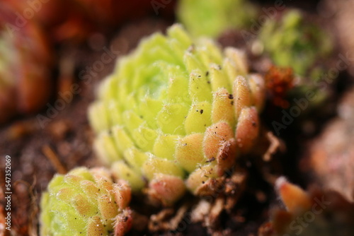 rojnik ogrodowy kolor sempervivum orzęsiony © Perovskia
