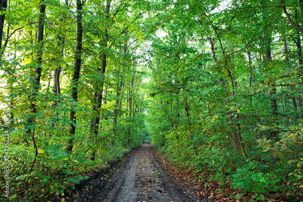Dirt road in summer green forest panorama.