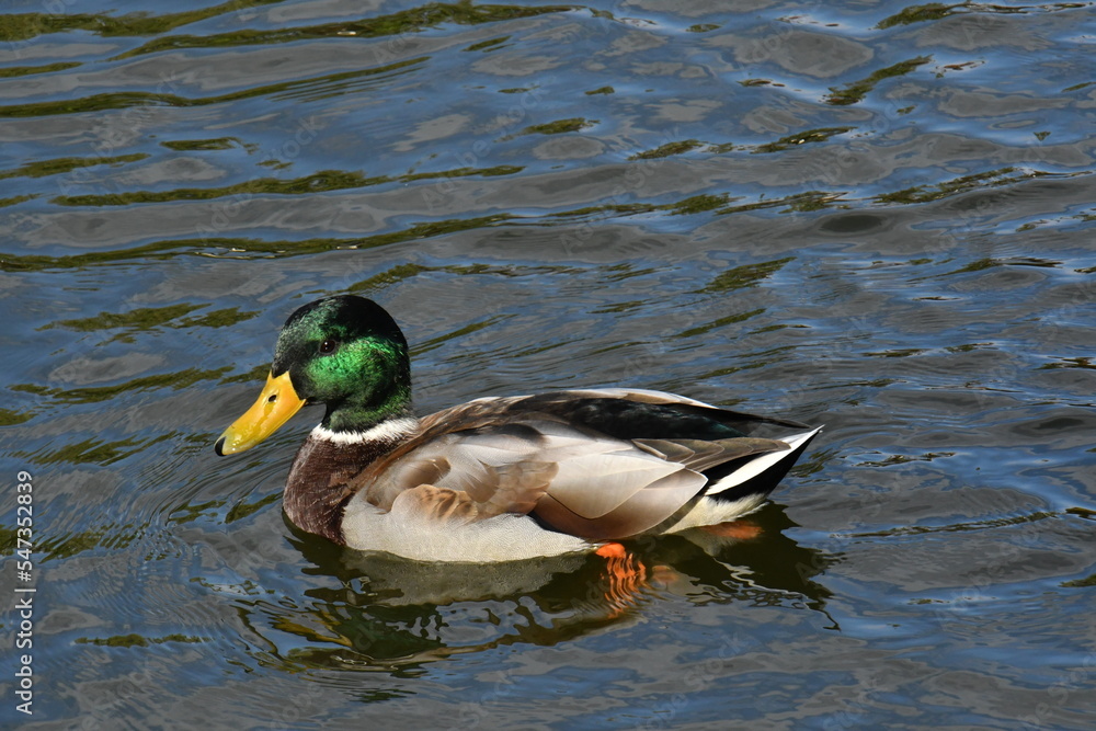 Fototapeta premium 鴨