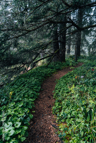 pathway through the deep green oregon coast forest