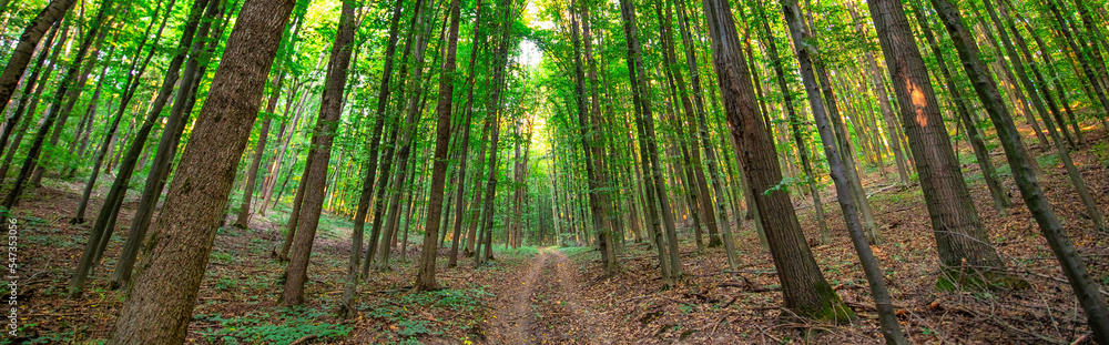 Naklejka premium Dirt road in summer green forest panorama.