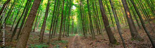 Dirt road in summer green forest panorama. © maykal