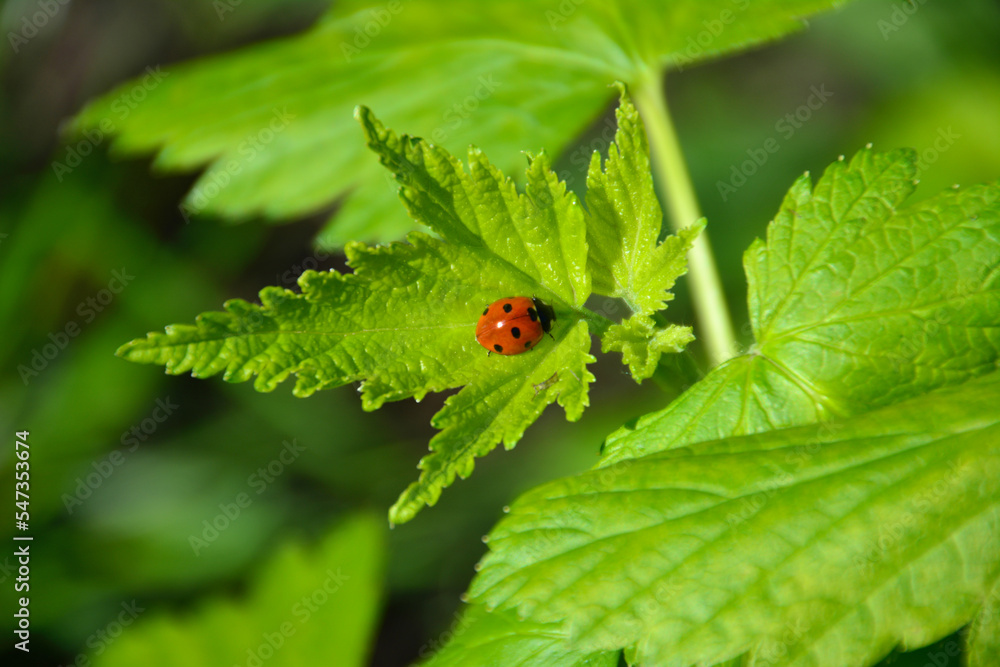 ladybird isolated on green leaf in sunny day, close-up ladybird isolated on green leaf in sunny day, close-up