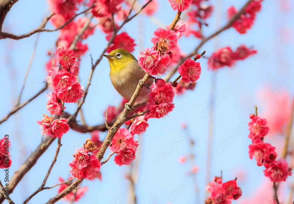 梅の花とメジロ