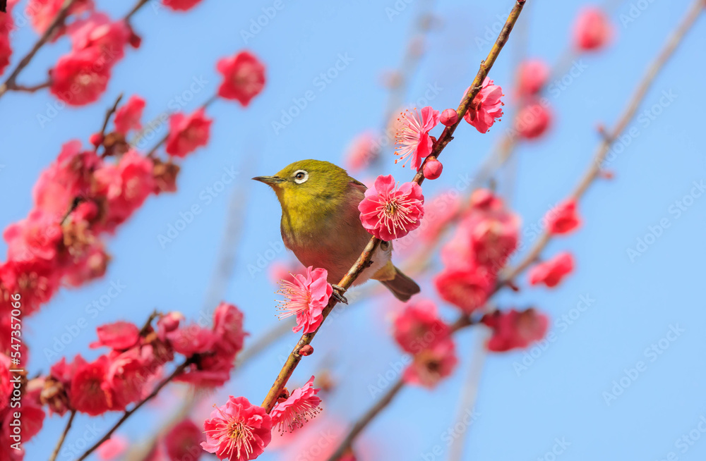 梅の花とメジロ