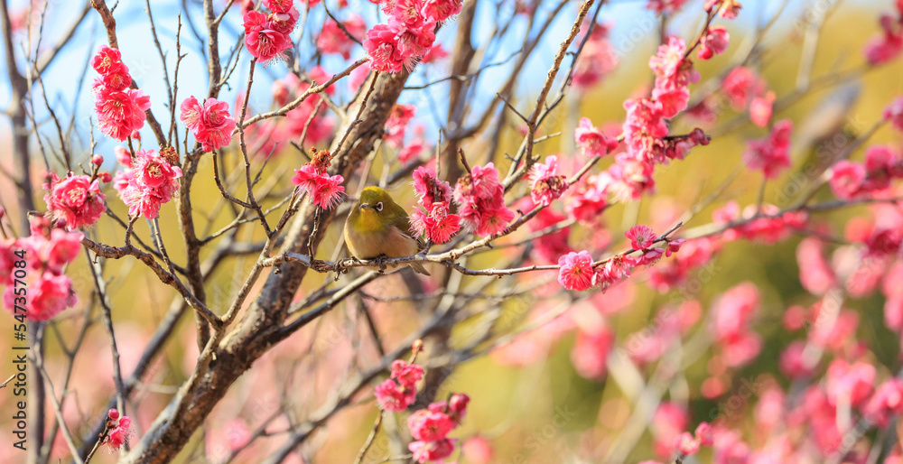 梅の花とメジロ