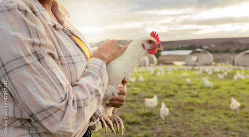 Photographie Chicken, farm and woman hands holding a bird on a sustainability, eco friendly and agriculture field