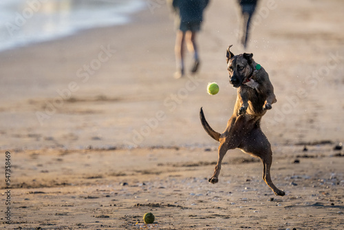 Dog jumping in the air to catch the ball. Legs of the people walking on the beach. Summer fun in Auckland.