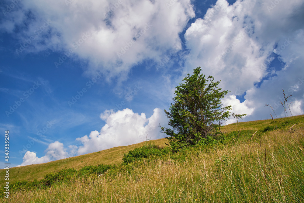 Lonely spruce on the mountainside. Summer mountain landscape with cloudy sky
