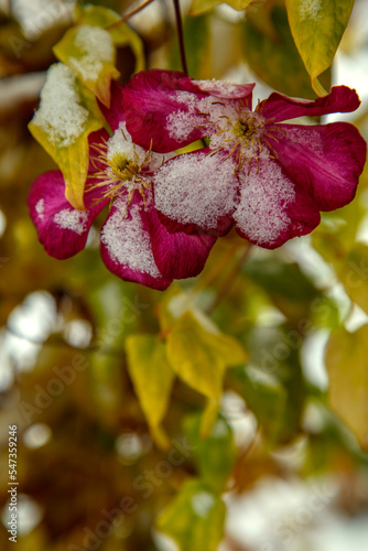 Clematis flower covered with snow. Clematis did not have time to bloom before the arrival of winter. The concept of the season, winter, nature.