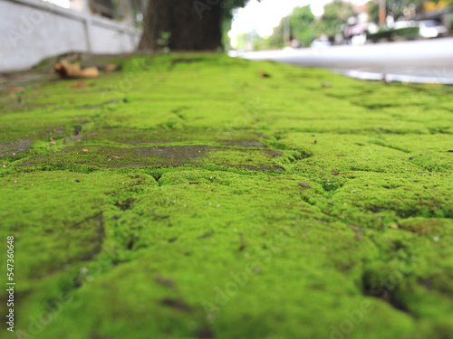 Green moss on sidewalks, roadsides, because there is a lot of moisture.