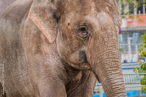 Close Up Of A Elephant